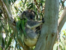 Stop koala, la famille au complet!!! 