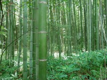 Forêt de bambous et musée du Manga
